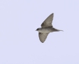 African swift - afrikantervakiitäjä