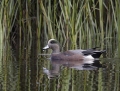 American wigeon - amerikanhaapana