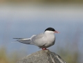 Arctic tern - lapintiira
