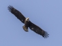 Bald Eagle - valkopäämerikotka