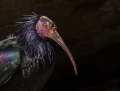 Bald ibis - töyhtöiibis