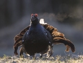 Black grouse - teeri