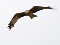 Black kite - haarahaukka - Milvus migrans