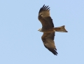 Black kite - haarahaukka - Milvus migrans