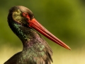 Black stork - mustahaikara