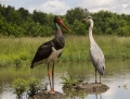 Black stork and grey heron