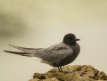 Black tern - mustatiira