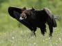 Black vulture - munkkikorppikotka 