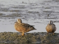 blue-winged teal1010e