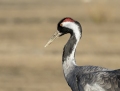Common crane - kurki