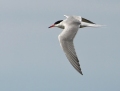 Common tern - kalatiira