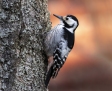 White-backed woodpecker - valkoselkätikka
