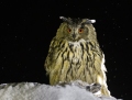 Eagle owl - huuhkaja