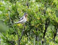 Eastern subalpine warbler - idän rusorintakerttu