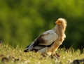 Egyptian vulture - pikkukorppikotka - Neophron percnopterus