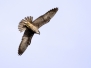 Eleonora's falcon - välimerenhaukka