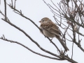 Field sparrow - ketosirkkuli