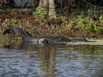 39a-a74x8381alligaattori-alligator-mississippiensis