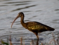 Glossy ibis - pronssi-ibis
