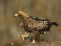 04_golden_eagle-maakotka