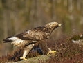 12_golden_eagle-maakotka