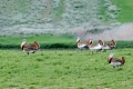 Great bustard - isotrappi