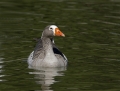 greater white-fronted goose1010a