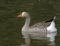 greater white-fronted goose1010b