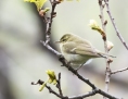 Green warbler - kaukasianuunilintu<b>*</b>