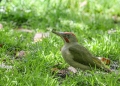 Green woodpecker - vihertikka