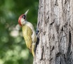 Green woodpecker - vihertikka