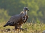 Griffon vulture - hanhikorppikotka 