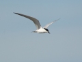 Gull-billed tern - hietatiira