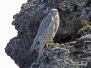 Gyr falcon - tunturihaukka 