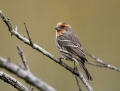 house-finch1010a