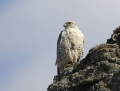 Gyr falcon - tunturihaukka