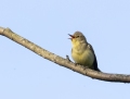 Icterine warbler - kultarinta