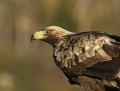 11_golden_eagle-maakotka