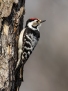 Lesser spotted woodpecker - pikkutikka