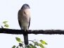 Levant sparrowhawk - sirovarpushaukka<b>*</b>