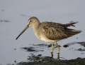 Long-billed dowitcher - tundrakurppelo