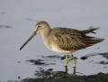 long-billed-dowitcher1010a