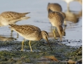 long-billed-dowitcher1010b