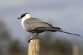 Long-tailed skua - tunturikihu