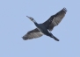 Z8A7306-copy