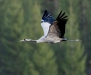Z8A0550-copy4