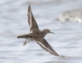 Z8A2567Common sandpiper - rantasipi - Actitis hypoleucos<br />Helsinki