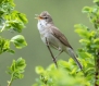 Z8A3984