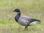 Z8A7986-copy