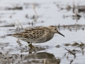 Pectoral sandpiper - palsasirri